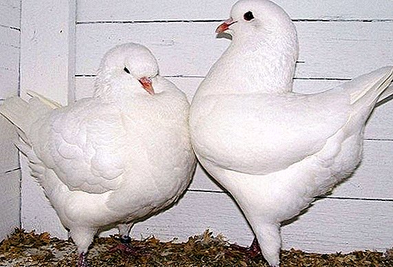 Meat pigeons king: breeding features at home