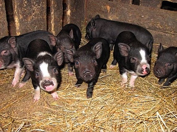Cerdos grasientos para carne: una descripción de las características de la raza Mirgorod