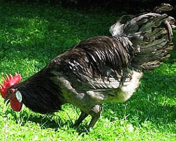 Races de volaille de poulets: avantages, inconvénients, caractéristiques