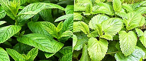 Mint and lemon balm - how to distinguish plants