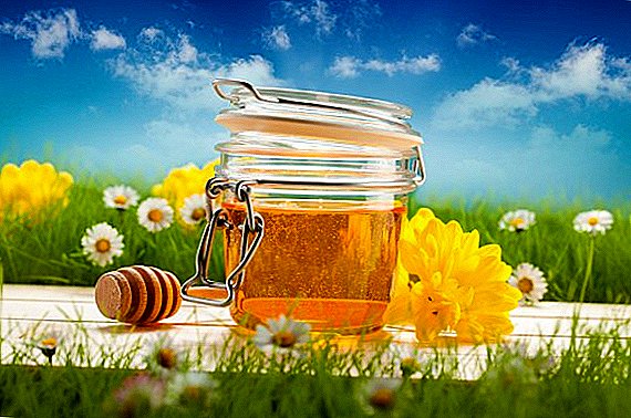 Honing van kruiden: alles over honing, helende eigenschappen, contra-indicaties