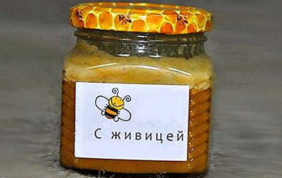 Gum honey: how to do, medicinal properties, use