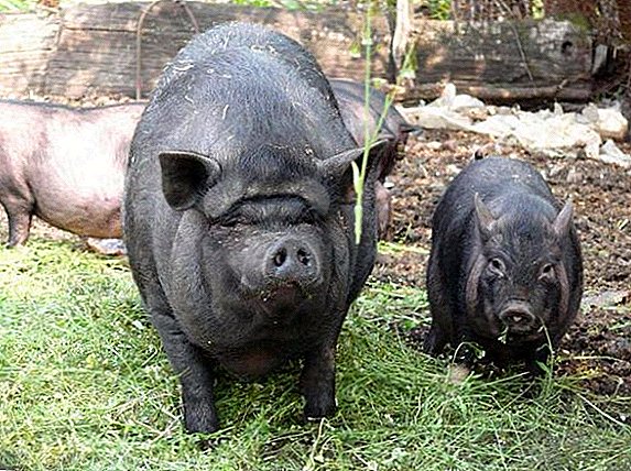 카르 파티 아 지역에서는 아프리카 돼지 열병의 원인균이 발견되었다.