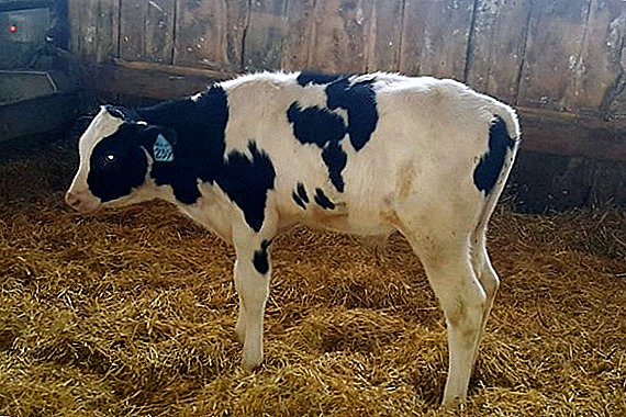 In the Urals, born super-cool calves from a test tube