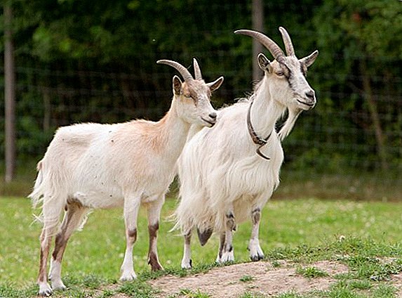 Need more goats!
