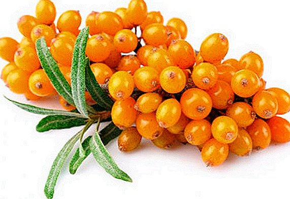 Le varietà più popolari di olivello spinoso per la coltivazione in giardino