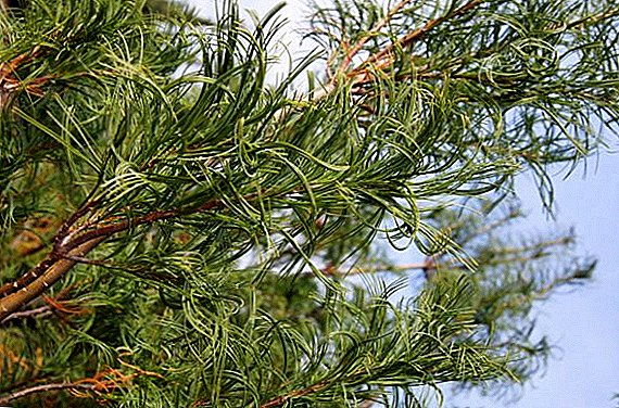 The most popular varieties of wemouth pine