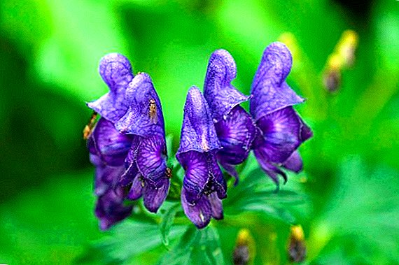 The most popular types of aconite