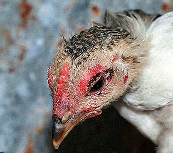 Hagyományos módszerek a csirke tetvek megszabadítására