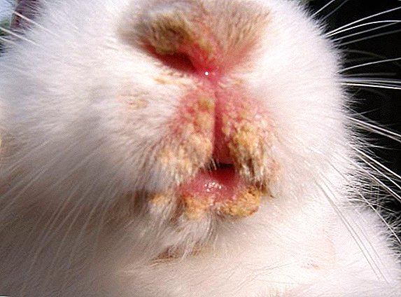 Le nez qui coule chez le lapin: que faire, comment et quoi traiter