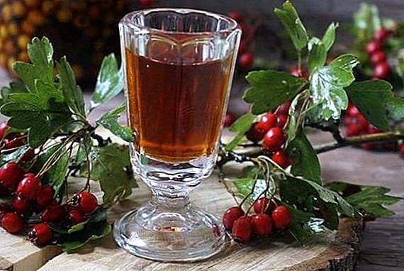 Infusion of hawthorn: how to make at home