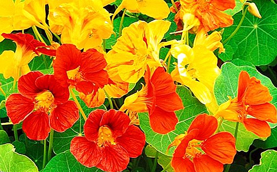Nasturtium - a source of vitamins and garden decoration