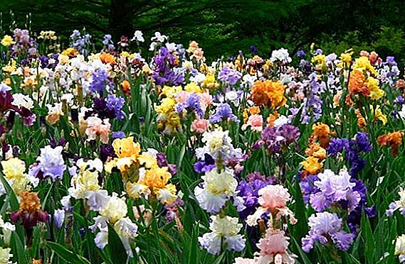 Irise ne cvetijo: vzroki problema in kako ga rešiti
