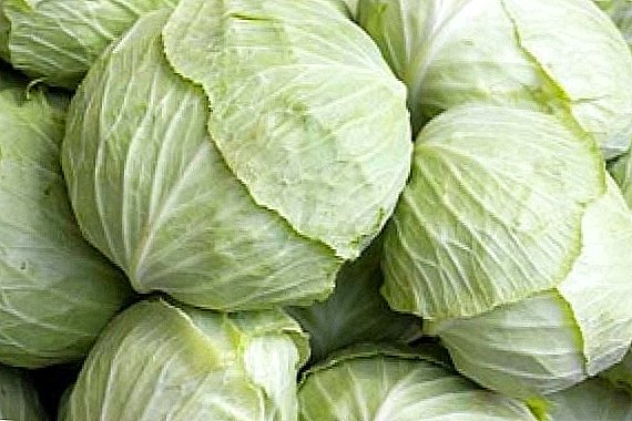 You do not know what kind of white cabbage to plant in your garden? Meet the most popular