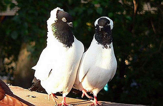 German dove breed cross monks