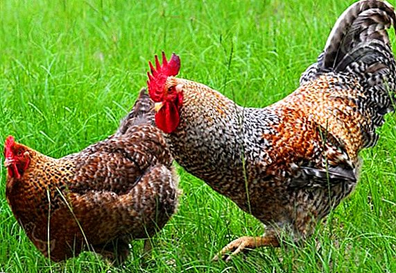 Ayam Jerman: baka dan ciri-ciri