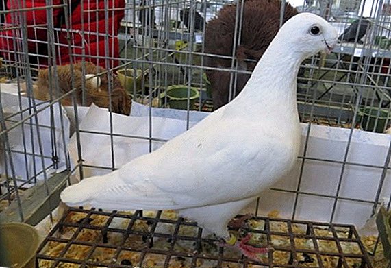German exhibition pigeons