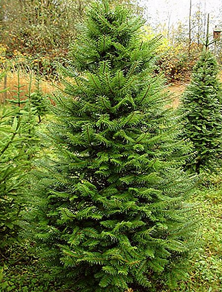 Unusual conifer psevdotsug: features of growing