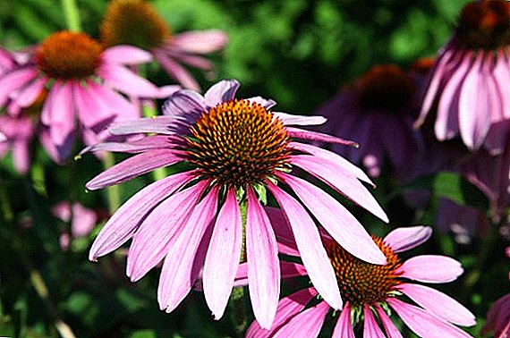 Unpretentious perennials for growing in the country