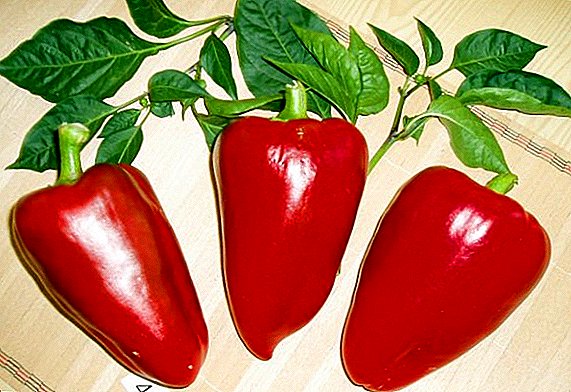 Unpretentious and stable: pepper grade Anastasia