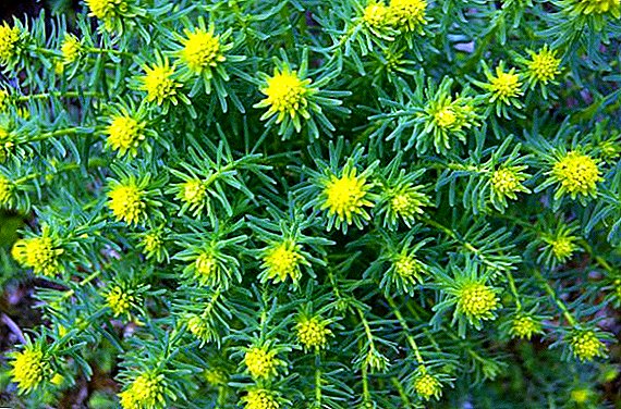 Nenáročná trvalka: cyprus Euphorbia (rysy výsadby a starostlivosti)