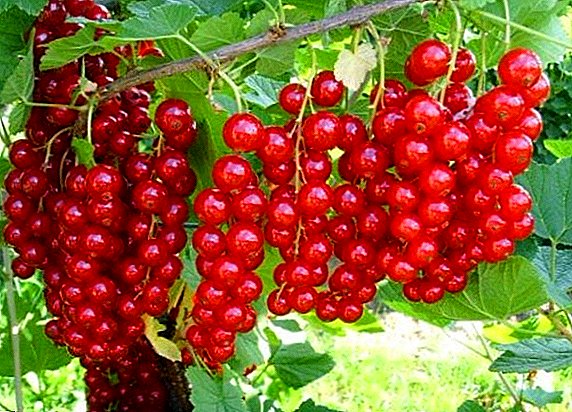 A few rules and recommendations for the care of red currants