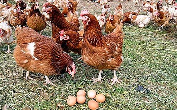 هل يحمل الفراريج البيض في المنزل؟