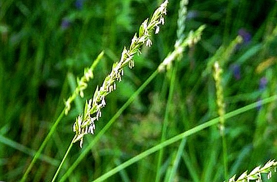Incroyables propriétés d'herbe de blé