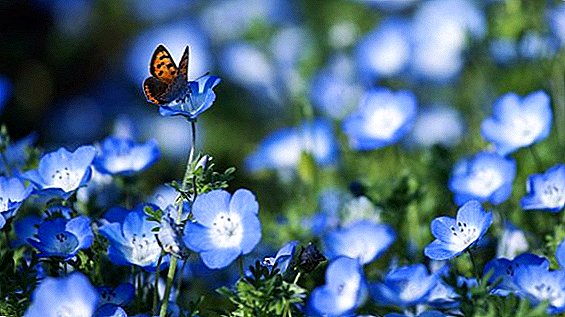 Forget-me-not: types, landing and care