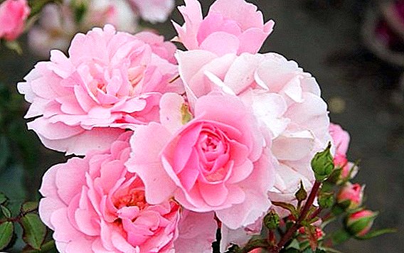 Rosa pálida "Bonika" en el jardín.