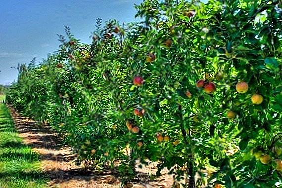 أنواع التفاح منخفضة النمو