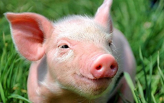 New outbreak of African swine fever in China