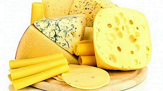 Nuevo grupo de quesos en la región de Moscú: tendencias de producción
