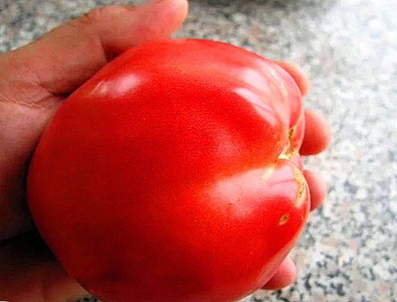 국내 육종의 새로운 다양성 : 토마토, Petrusha, 정원사