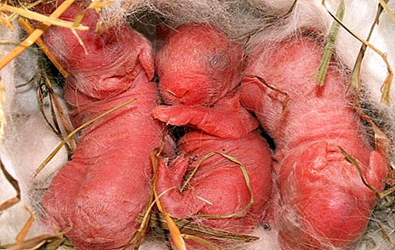 Conejos recién nacidos: cuidado y mantenimiento.