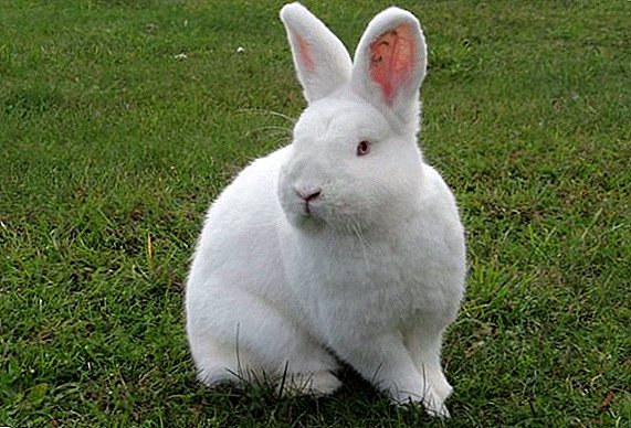 Novozélandské biele plemeno králikov: ako sa starať a ako sa kŕmi