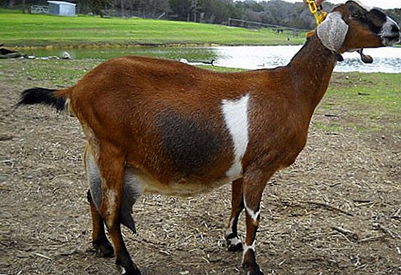 Nubian goat breed: peculiarities of keeping at home