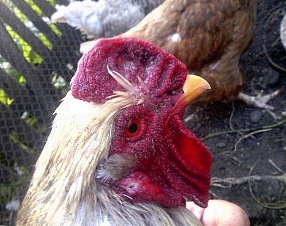 ¿Un gallo necesita huevos para llevar gallinas?