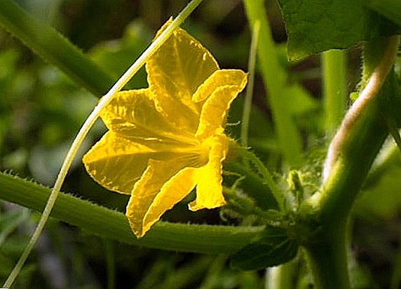 Do I need to deal with empty flowers on cucumbers