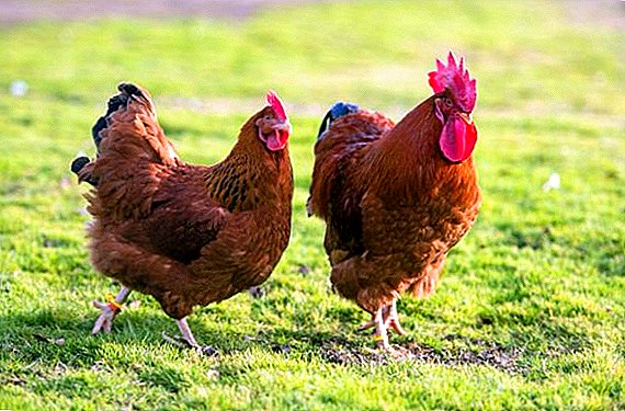New Hampshire: a breed of chickens and its features