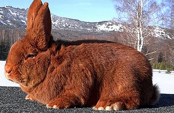 NZK: beskrivelse, egenskaper, bilder, omsorg og vedlikehold av New Zealand røde kaniner