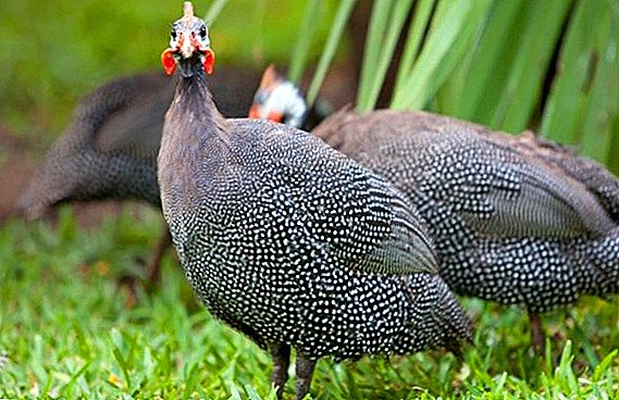 Common guinea fowl: what it looks like, where it lives, what it eats