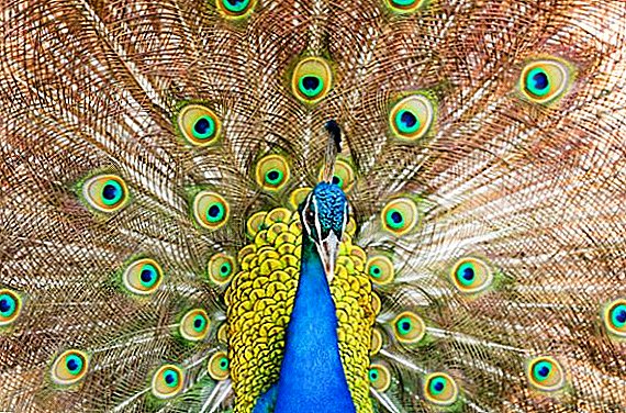Fælles Peacock: Hvad det ser ud, hvor det lever, hvad det føder på