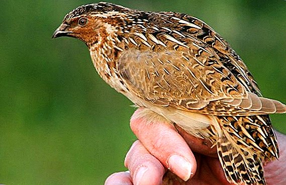 Common Quail: what it looks like, where it lives, what it eats