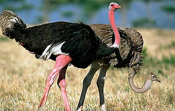 Common ostrich: how it looks, where it lives, what it eats