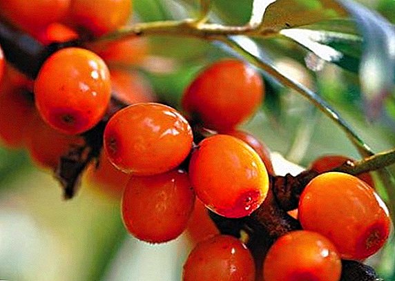 Sea buckthorn: Composition and healing properties for the body
