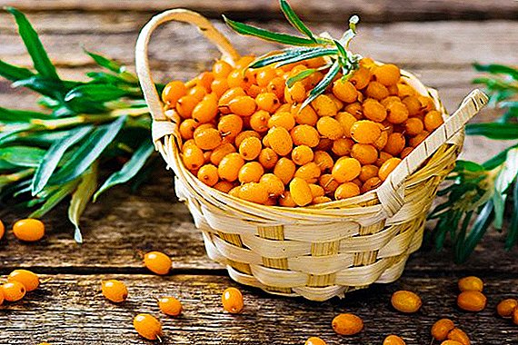 Sea buckthorn bones from Tomsk will be exported to Finland