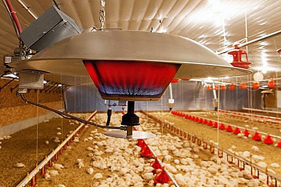 Apsildiet vistas sadarbību ziemā ar infrasarkano staru lampām: kā sasildīt vistas sadarbību