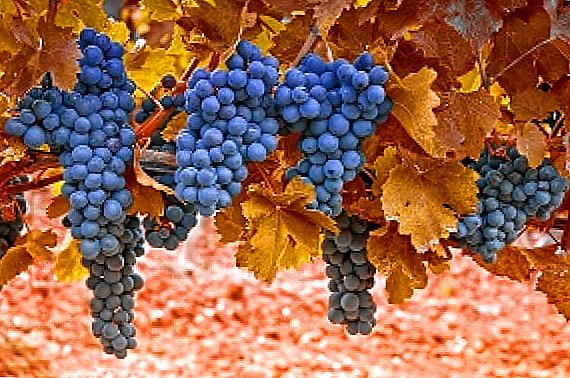 Récolte des raisins en automne