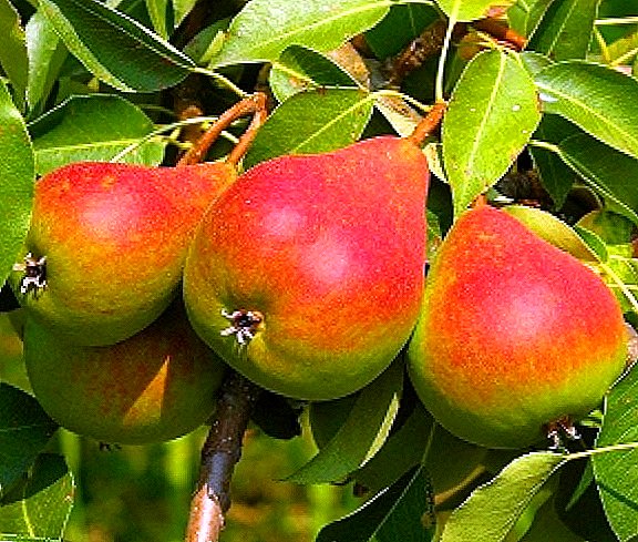 Pear trimming correctly: trimming features, scheme, tools